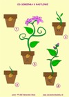 Od semienka k rastlinke – Slovná zásoba, logika, časová postupnosť - farebná predloha z ABC
